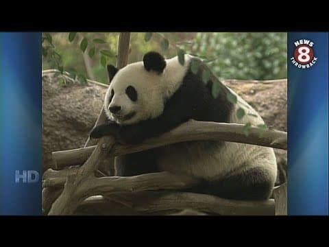 Giant panda Bai Yun delivers 5th cub in 2009 at San Diego Zoo