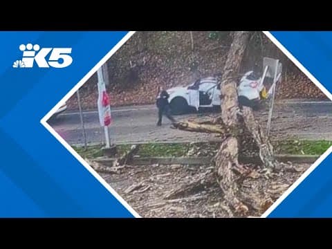 Woman survives close call as tree collapses on her SUV