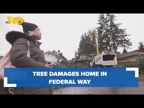 Neighbors explain why things could have been much worse when tree fell in Federal Way