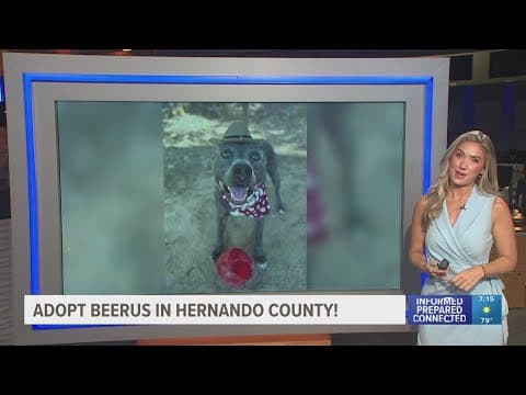 Adopt Beerus in Hernando County