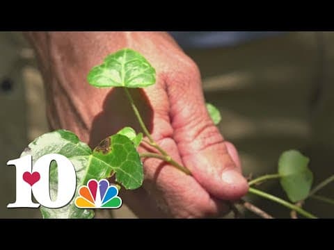 Resolution to enlist Ijams Nature Center to work against invasive species passes