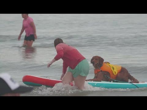 Dogs go surfing in Galveston, Texas