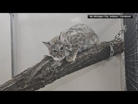 Baby bobcat escapes from northern Indiana zoo
