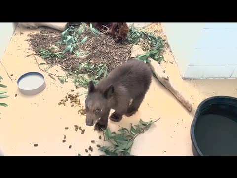 A newly orphaned black bear cub joins several other cubs at Ramona Wildlife Center