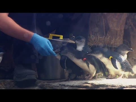 Inside Birch Aquarium at Scripps' breeding programs