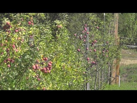 Apple picking season delayed at some orchards in Julian