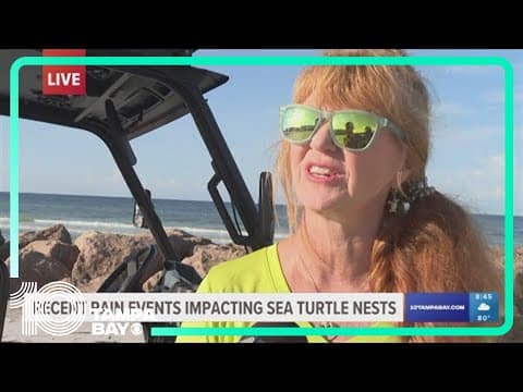 Damage from recent rain events impacting sea turtle population in Tampa Bay