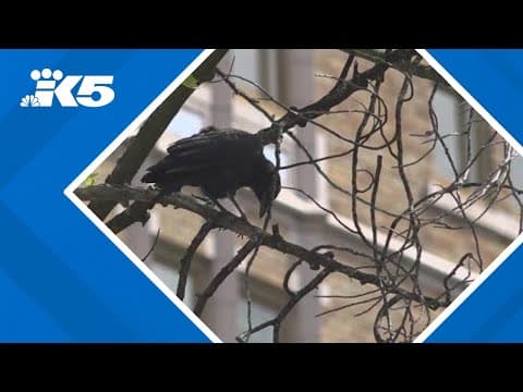 UW working to prevent one of the leading causes of death for birds: colliding with buildings