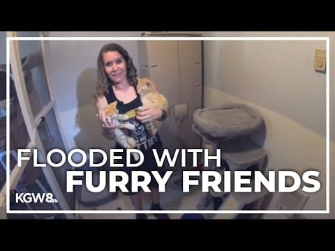 Vancouver shelter is overflowing with rescued kittens