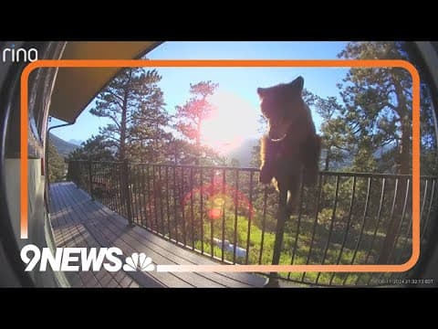 Bear climbs onto deck in Estes Park