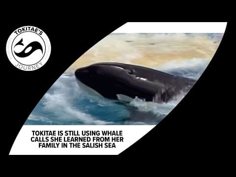 Tokitae still using whale calls she learned from her family in the Salish Sea, expert says