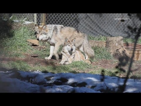 Researchers celebrate recovery of endangered Mexican Gray Wolf population
