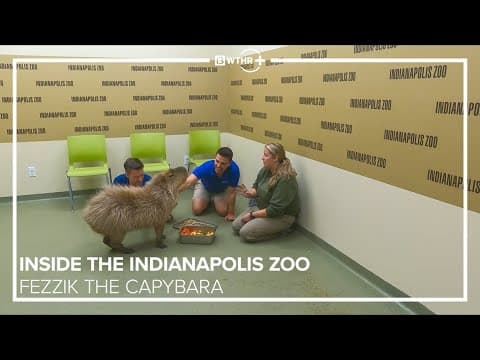 Inside the Indianapolis Zoo | Magnificent macaws, Zoo Boo, meet 'Fezzik' the capybara | Oct. 2025