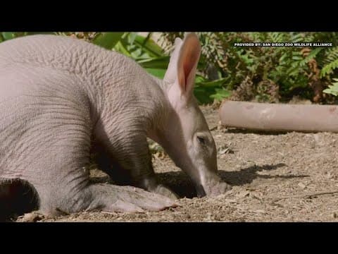 See the San Diego Zoo Safari Park's first baby aardvark