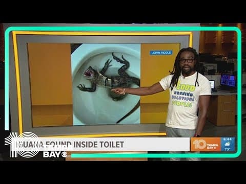 Florida man finds massive hissing iguana in his toilet
