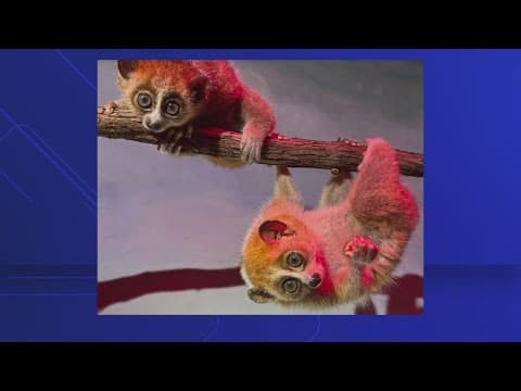 Pygmy Slow Loris baby pictures: The Night Cap