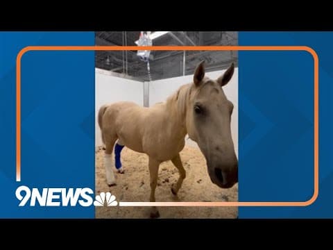 Horses injured during Alexander Mountain Fire