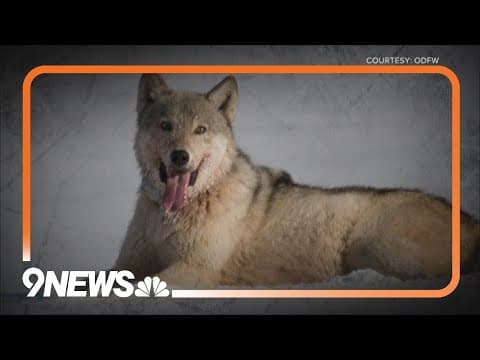 Lawsuit aims to delay and stop Colorado grey wolf reintroduction