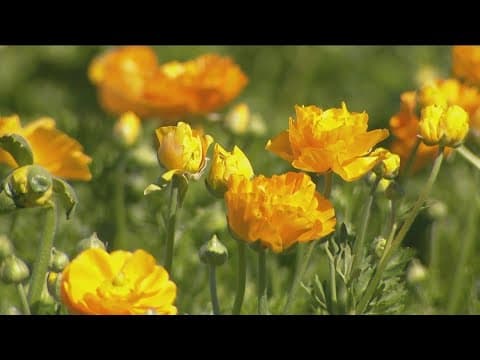 Carlsbad Flower Fields spring into action March 1
