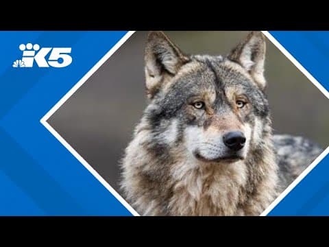 US Fish and Wildlife investigating a third illegal wolf killing in Washington