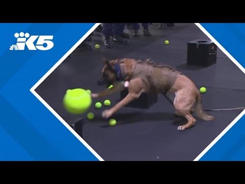 Coast Guard K-9 Debbie celebrates her retirement