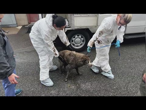 Dog rescued after falling down an empty well in Ramona