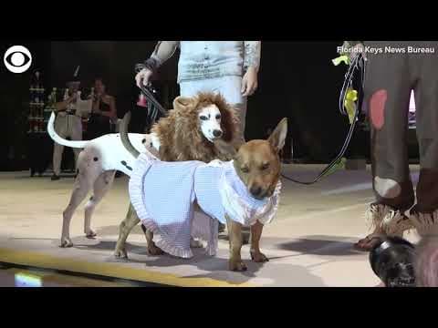 Pets dress in Halloween costumes during masquerade in Key West, FL