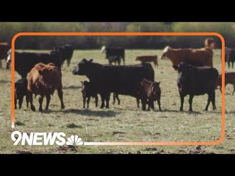 Colorado ranchers worry about wolves as they move cattle to public lands for the summer
