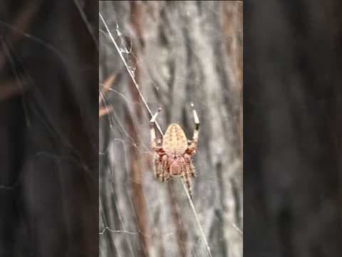 Spike in spider sightings across San Diego  #sandiego #spider #bugs