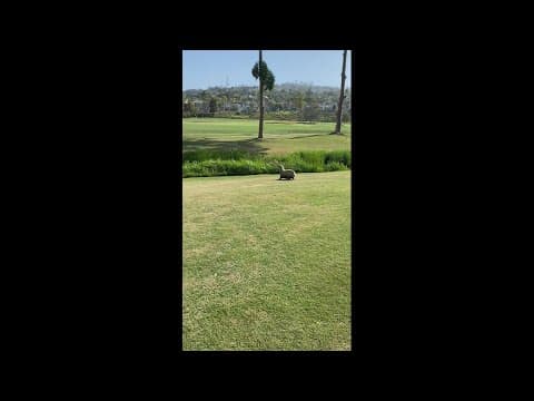 Sea lion wanders from ocean, spends a day on the green at Omni La Costa golf course