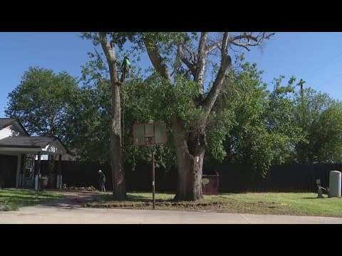 Crews trim trees ahead of hurricane season