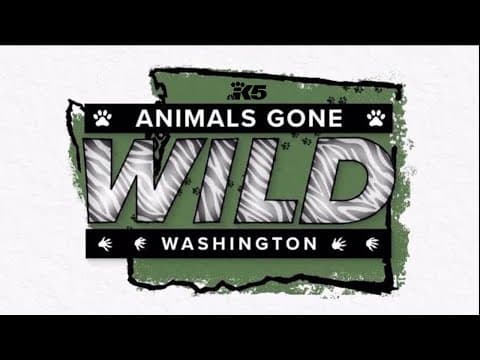 Animals Gone Wild in Washington state