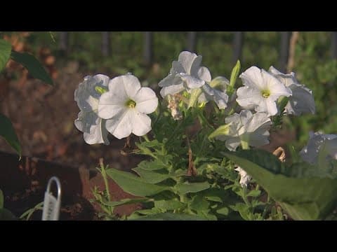 Doom or bloom | Why it isn’t too late to plant for the fall season