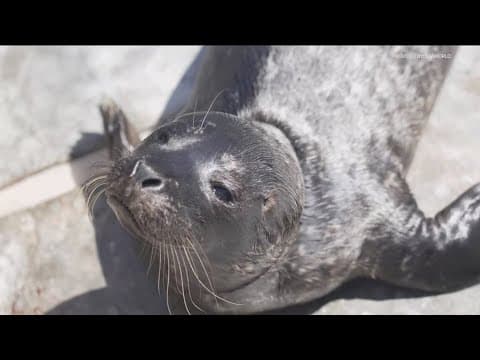 Toxic algae bloom wreaks havoc on sea lions and pelicans in San Diego