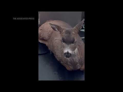 Deer struggling in cold Alaskan waters saved by wildlife troopers