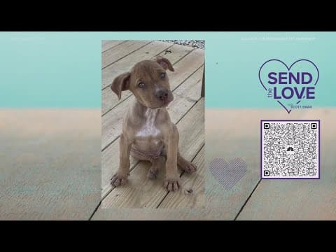 Send the Love update: $3,395 raised for Alliance for Responsible Pet Ownership