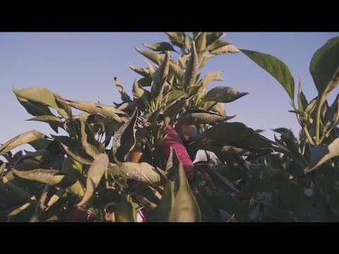 Fallbrook and Rainbow hope to transfer main water supply