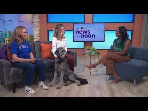 Therapy dogs ready to help at Minnesota State Fair