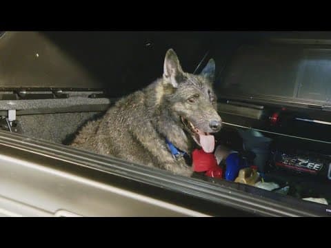 Firefighters rescue dog trapped for hours in 60 foot hole in Chula Vista