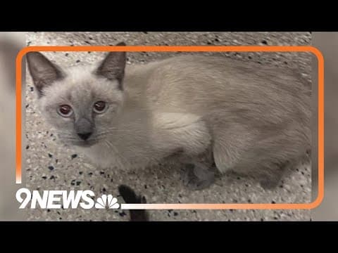 96 cats, 19 dogs found inside home: How you can help