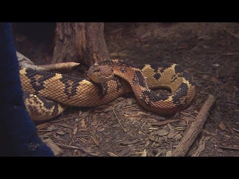 Snakes over steaks? Scientists say raising snakes is more efficient than livestock