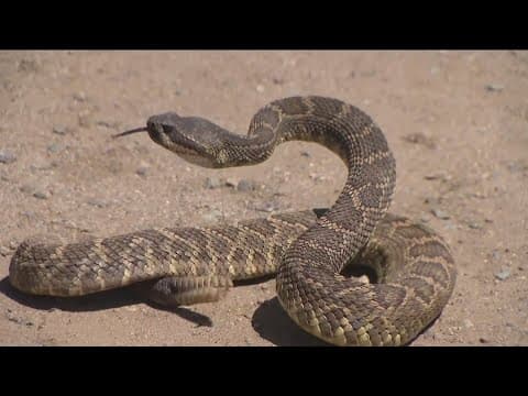 Rattlesnake tracking gets technology upgrade from local researchers
