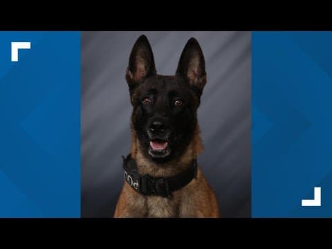 Greenfield K-9 dies after seriously injuring off-duty New Palestine officer