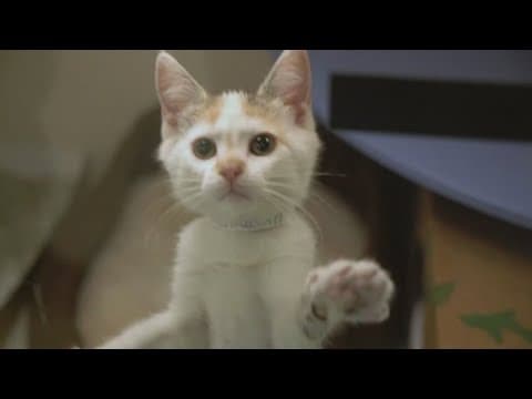 Here's how pet insurance can help you save when your pet gets sick