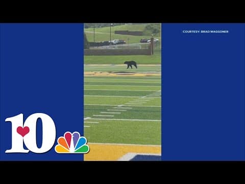 Watch: Bear runs on Gatlinburg-Pittman football field before practice