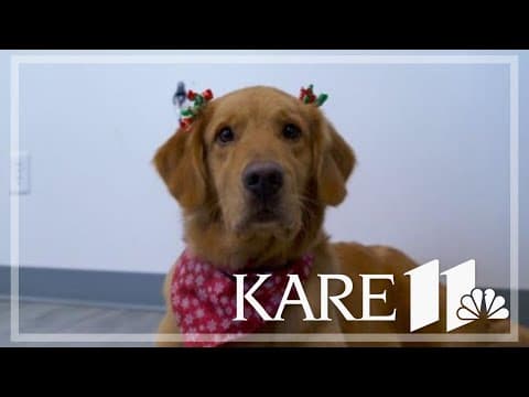 Dog salon pampers 'underdogs' with free holiday makeovers