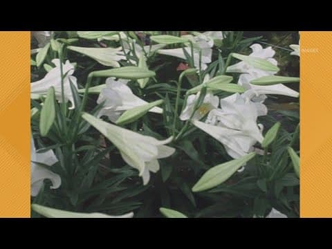 Easter lilies can be toxic to cats