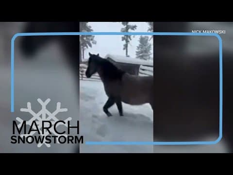 Colorado horses run around on fresh snow