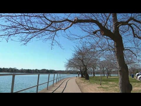 Cherry blossoms one step closer to their full glory!