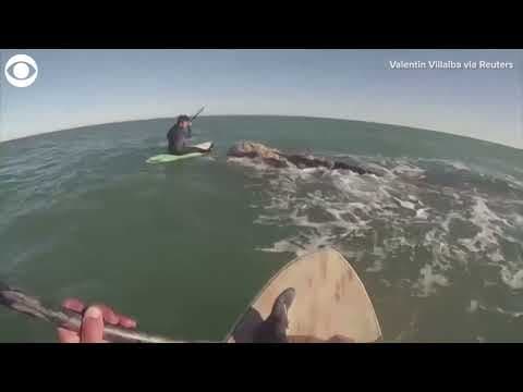 Whales greet paddleboarders off coast of Argentina
